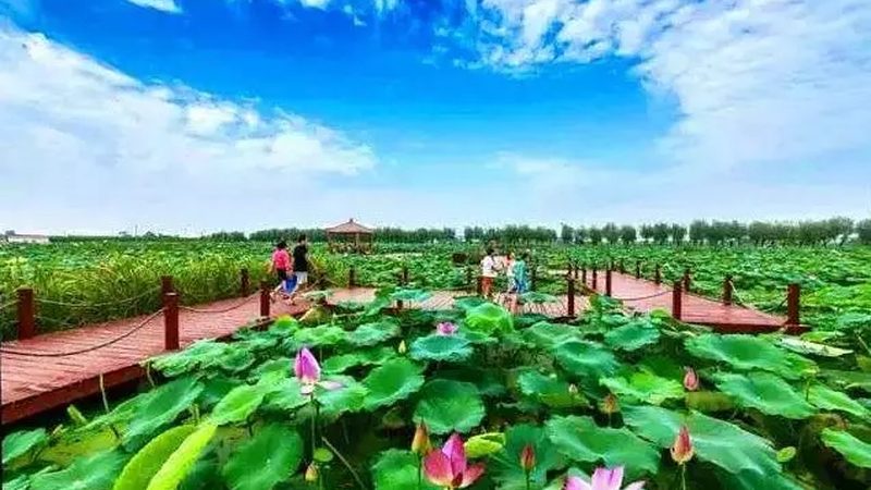 农产品批发税收优惠解析：一般纳税人区别全解析
