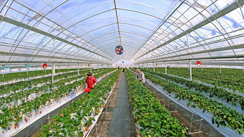 合作社与公司，种植路上的不同伙伴**