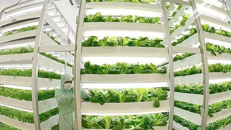 生态农业大棚种植技术培训：迈向高效与可持续之路**