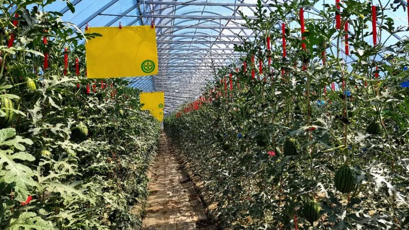 农产品批发供应链管理规范：构建高效流通的基石**
