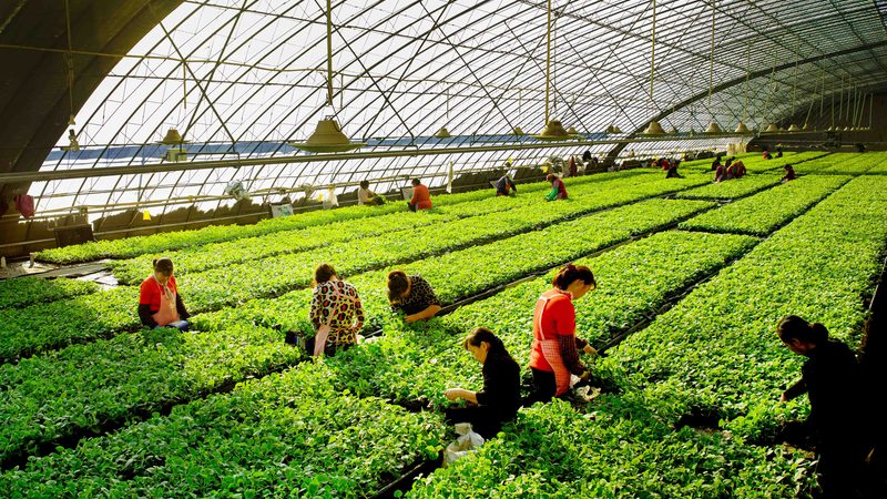 承包土地，农业种植公司如何走流程？**