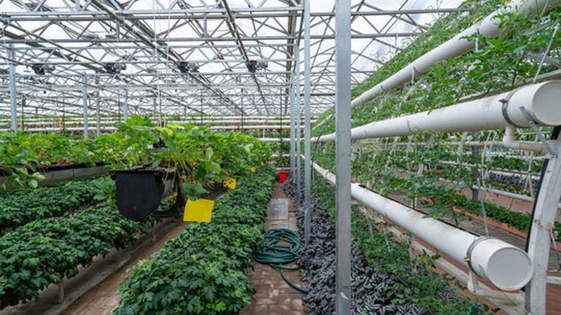 玉米种植技术标准：保障产量与品质的基石