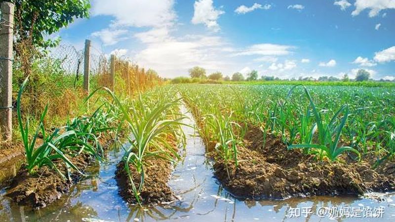 粮食深加工项目环评验收标准全解析