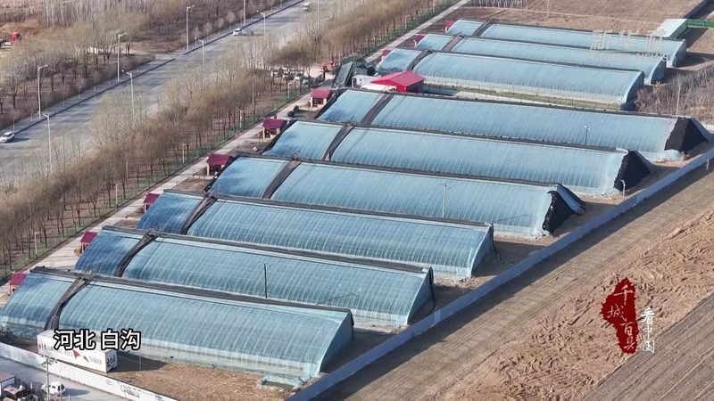 粮食种植补贴政策：哪些地区适用？如何申请？**