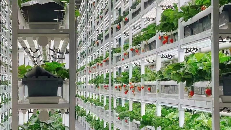 果蔬冷链物流：保障品质，提升批发价格的关键